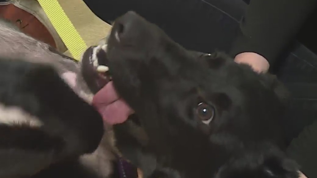 HSSW to hold walk/run to fundraise for animals in need – KOIN.com