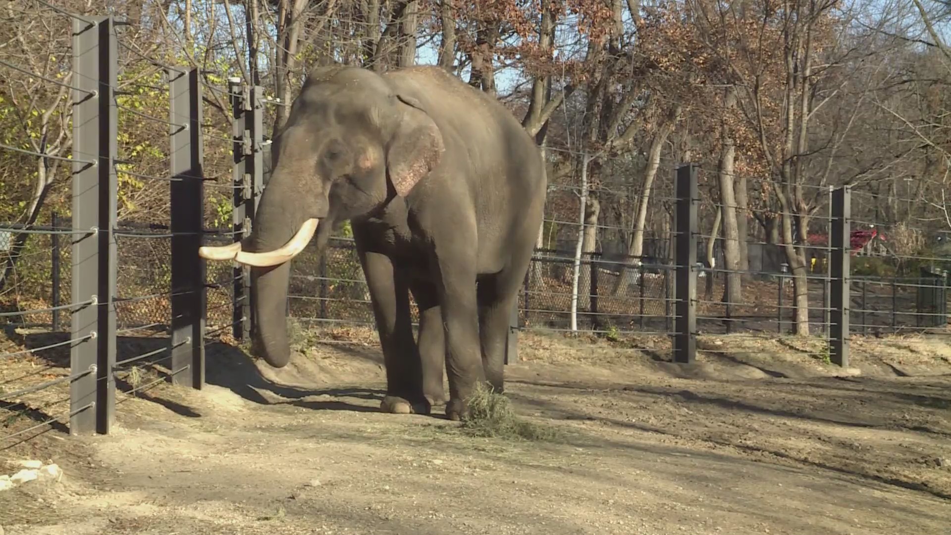 Asian elephant ‘Raja’ leaving St. Louis Zoo – FOX 2