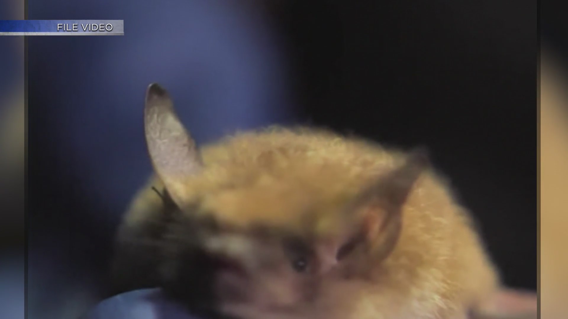 Bat tests positive for rabies near Durango, Colorado KRQE NEWS 13