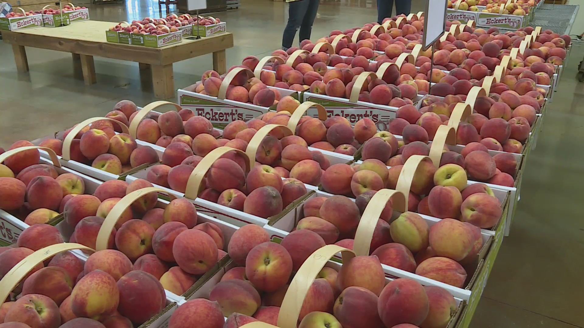 Peach harvest season begins at Eckert’s St. Louis farm FOX 2
