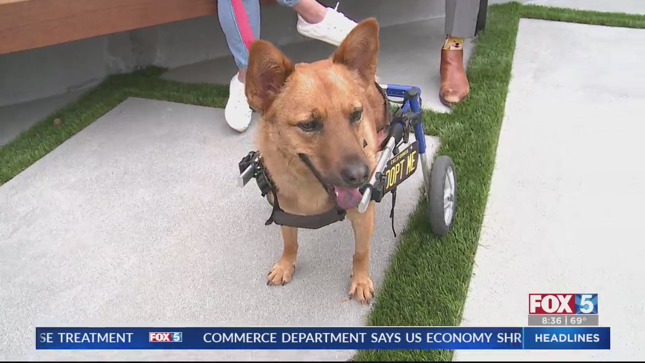Adorable Dog Looks For Forever Home – FOX 5 San Diego & KUSI News