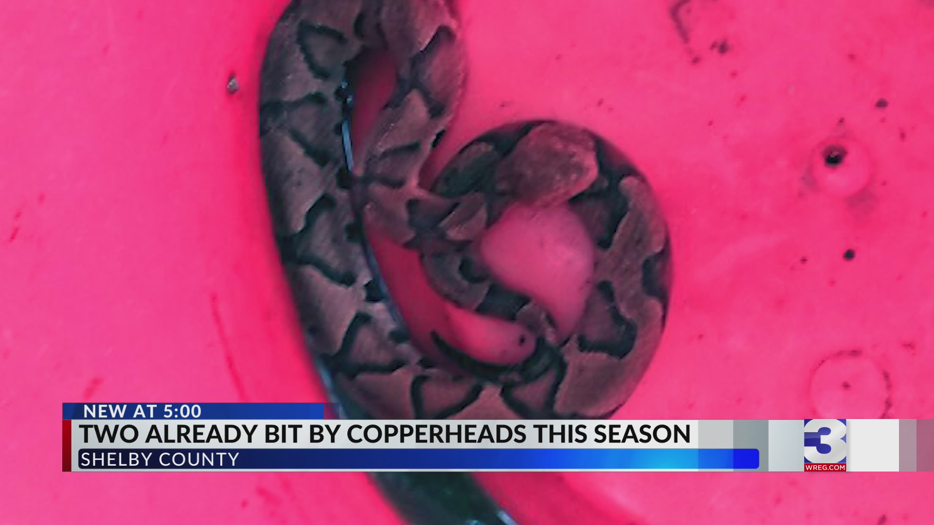 It’s snake season Copperheads bite two in Shelby County WKRN News 2