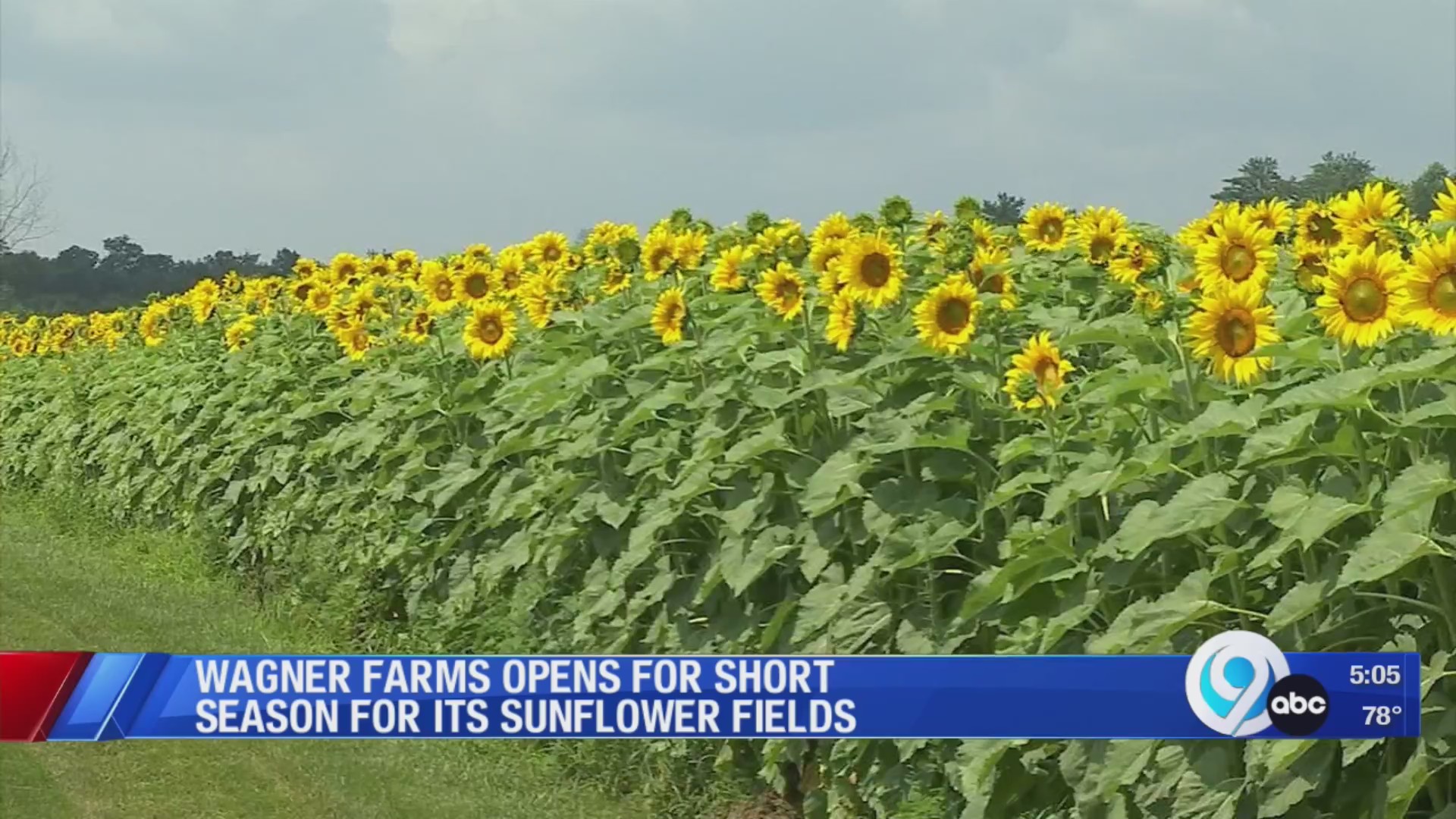 Wagner Farms opens short season for its sunflower fields WSYR