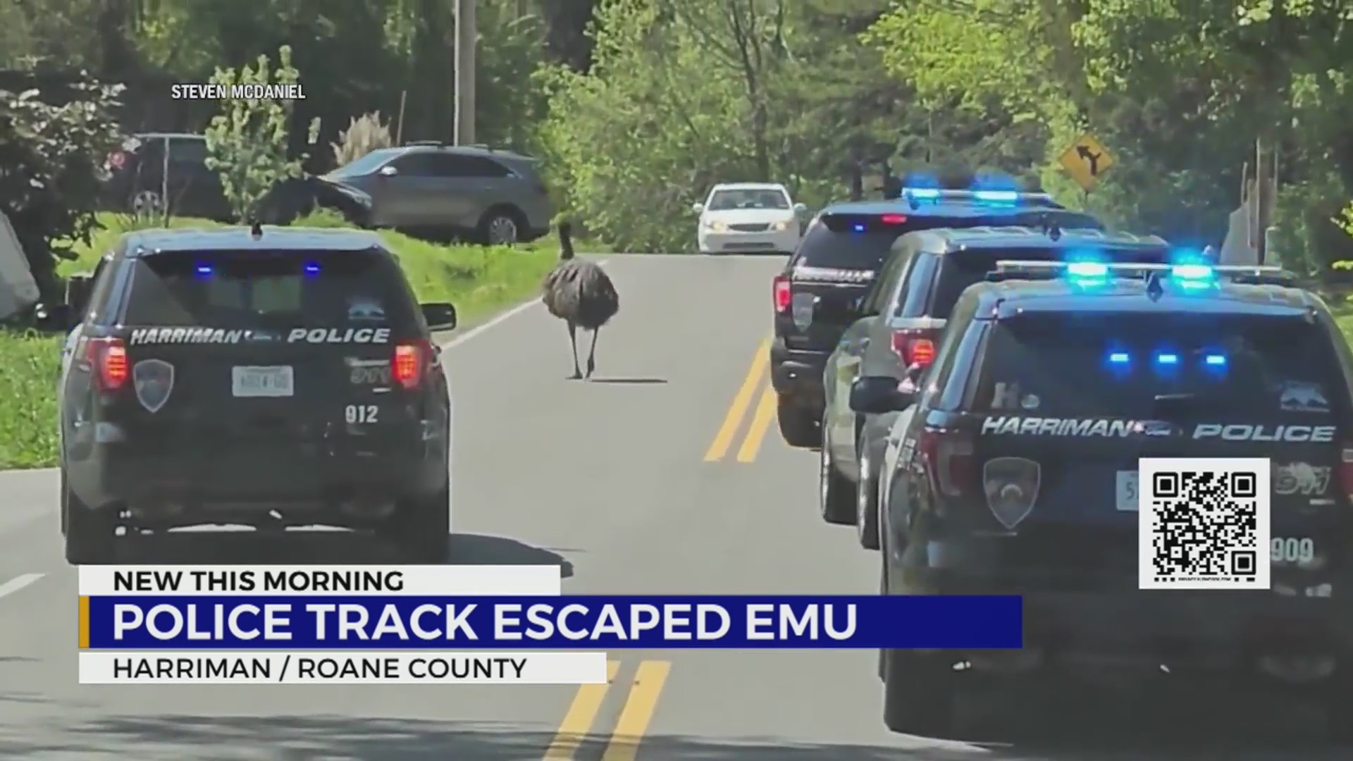 Police track escaped TN emu – WKRN News 2