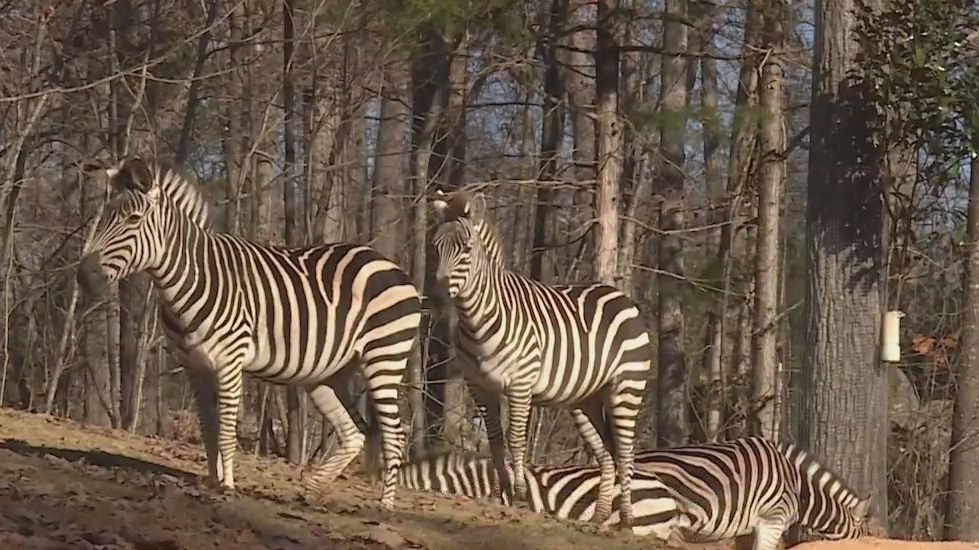 Near year, new animals to visit at the North Carolina Zoo! – FOX8 WGHP