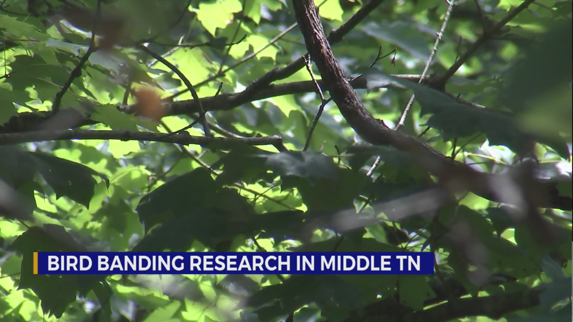 Bird banding research in Middle TN WKRN News 2