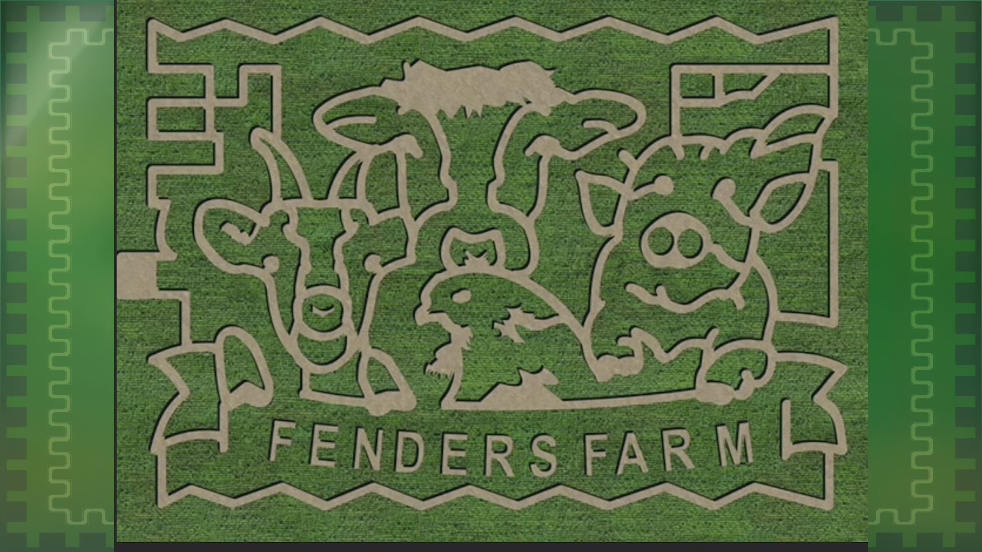Fender’s farm reveals this year’s corn maze design LIVE on Daytime