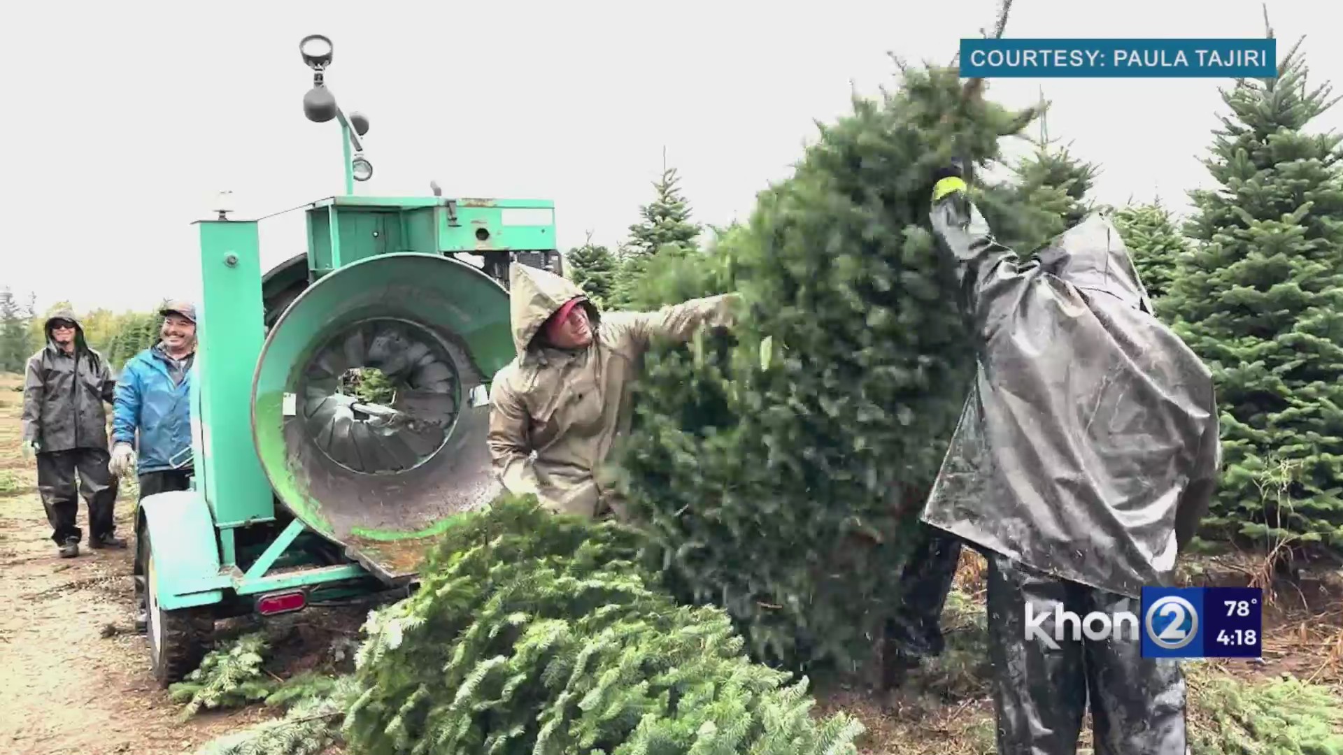Tajiri’s Christmas trees are back for this 2023 holiday season KHON2