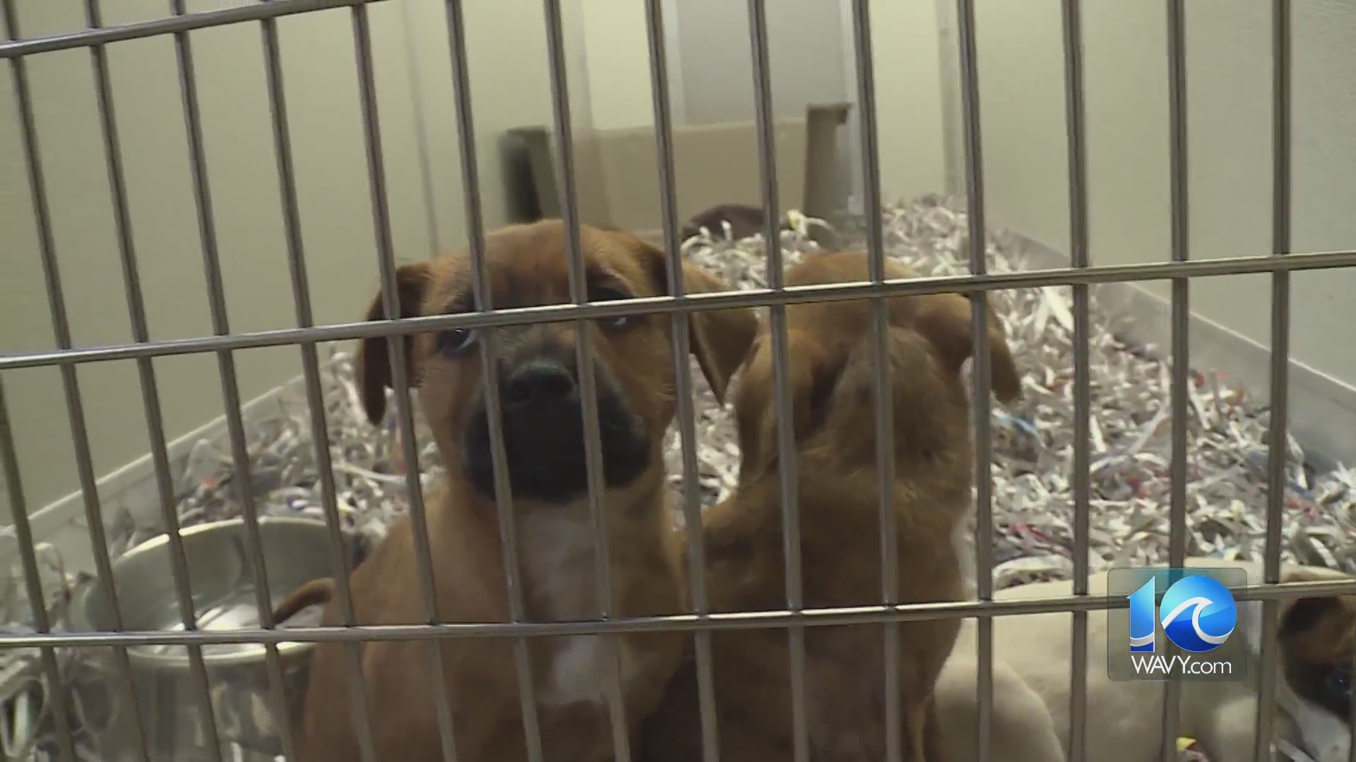 100-plus dogs rescued from filthy conditions in Hertford; man charged ...