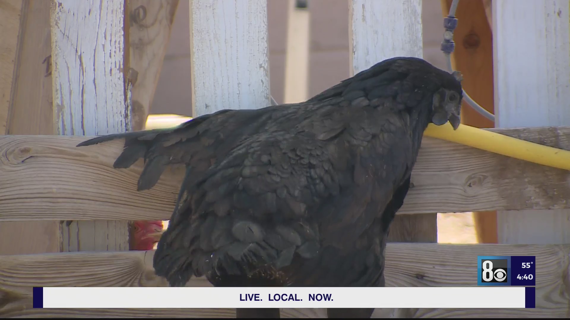 Las Vegas chicken sanctuaries warn of mistreatment of chickens as