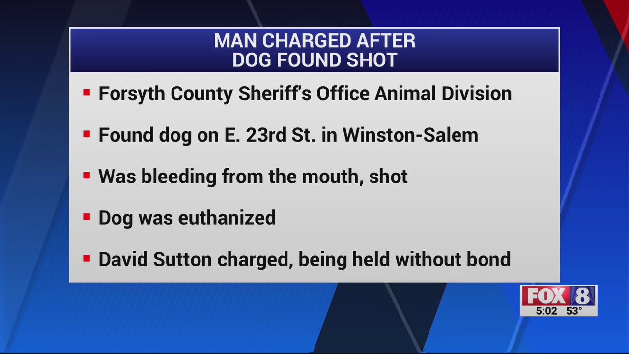 Man charged after allegedly shooting dog in the mouth in Forsyth County ...