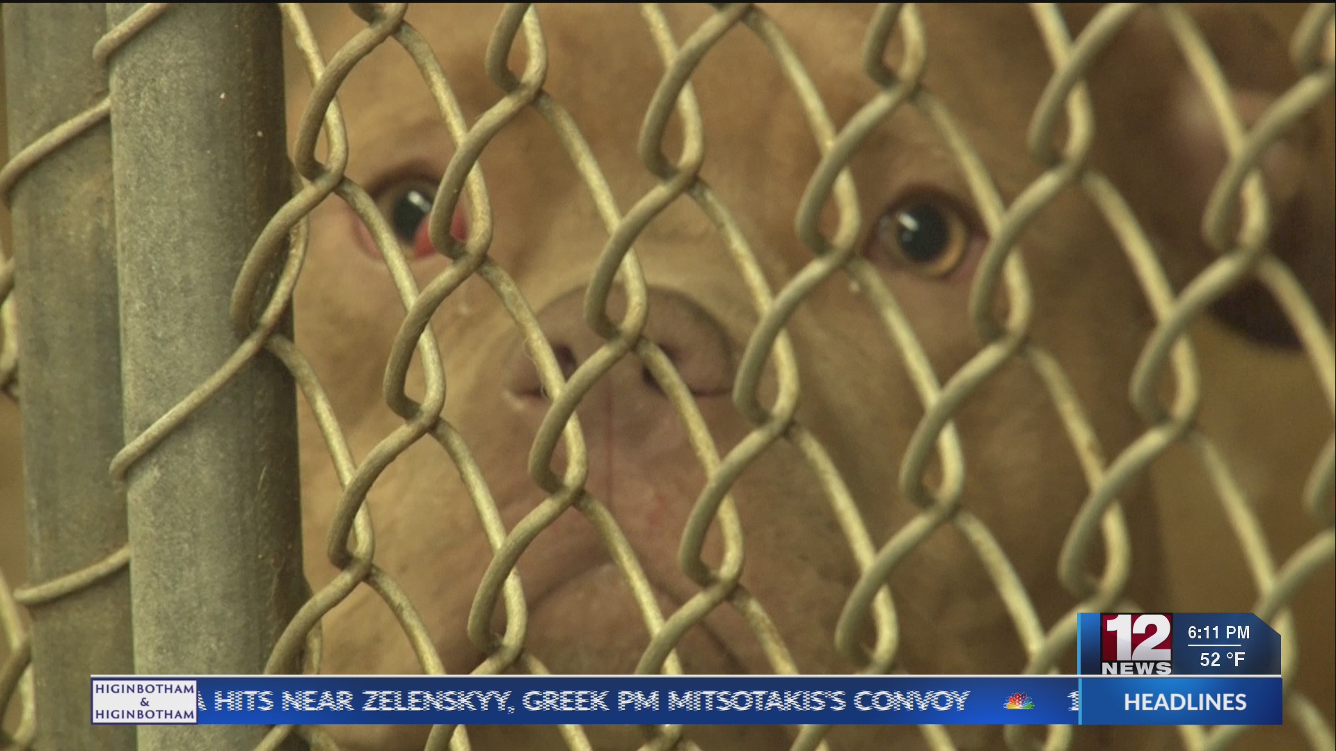 Spay and neuter vouchers available for Harrison County residents