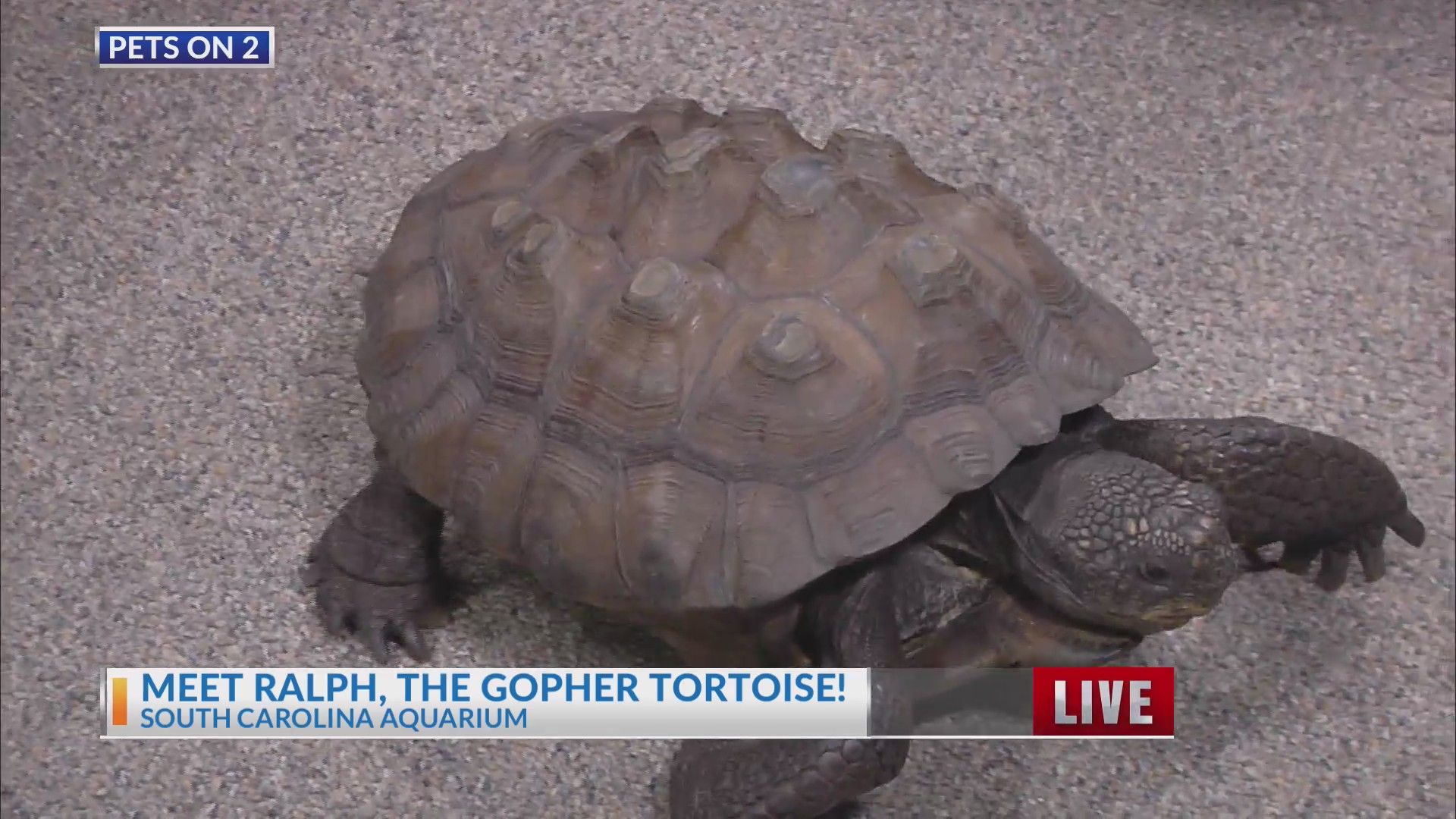 Ralph the Gopher Tortoise at the SC Aquarium – WCBD News 2