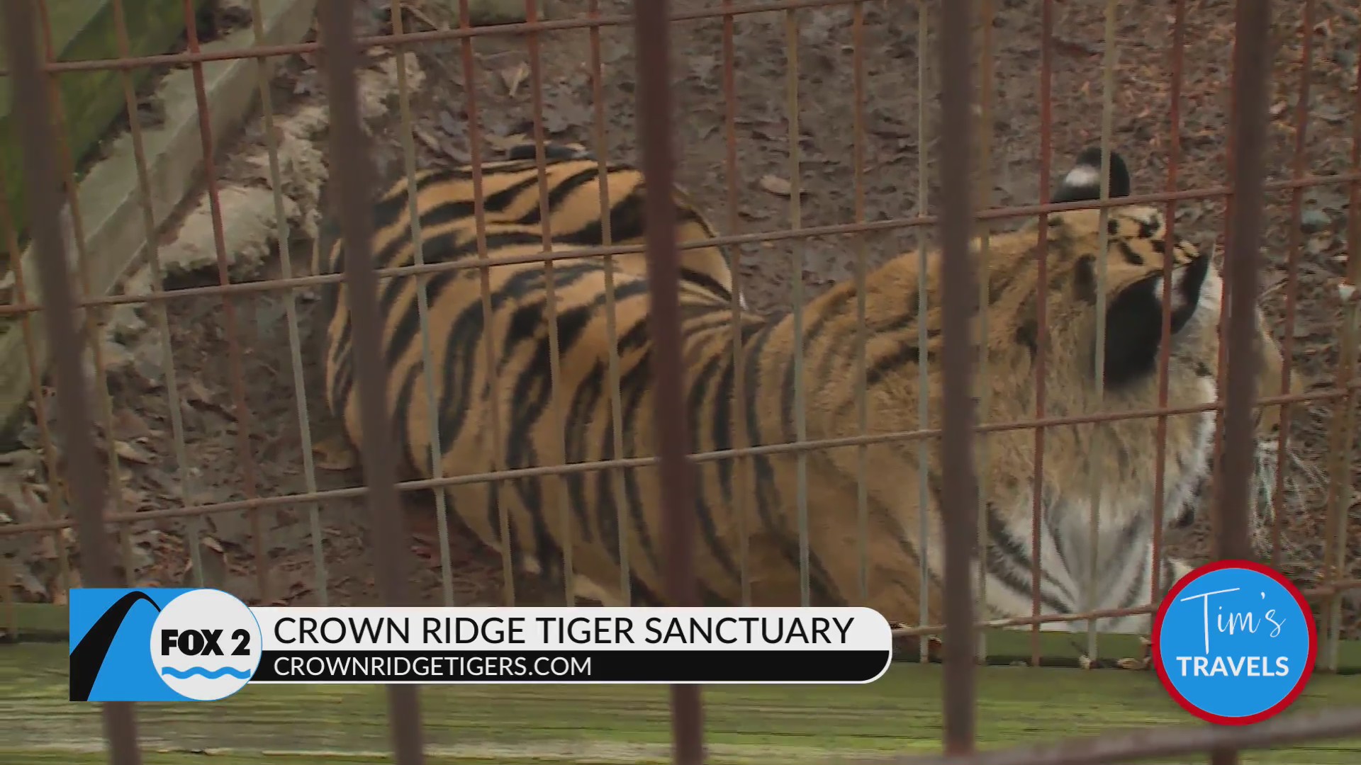 Crown Ridge Tiger Sanctuary