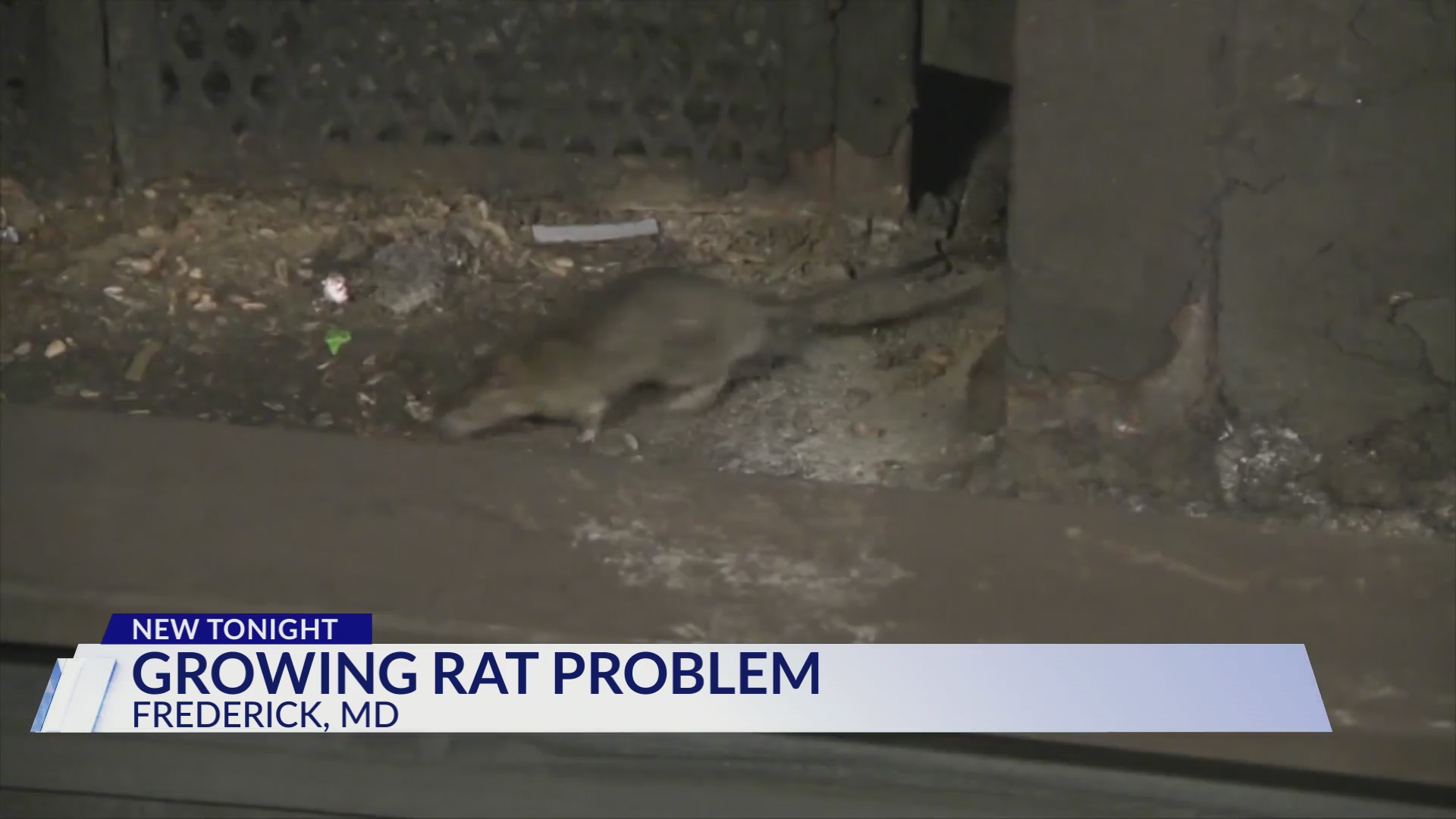 City of Frederick to works to combat growing rat infestation problem ...