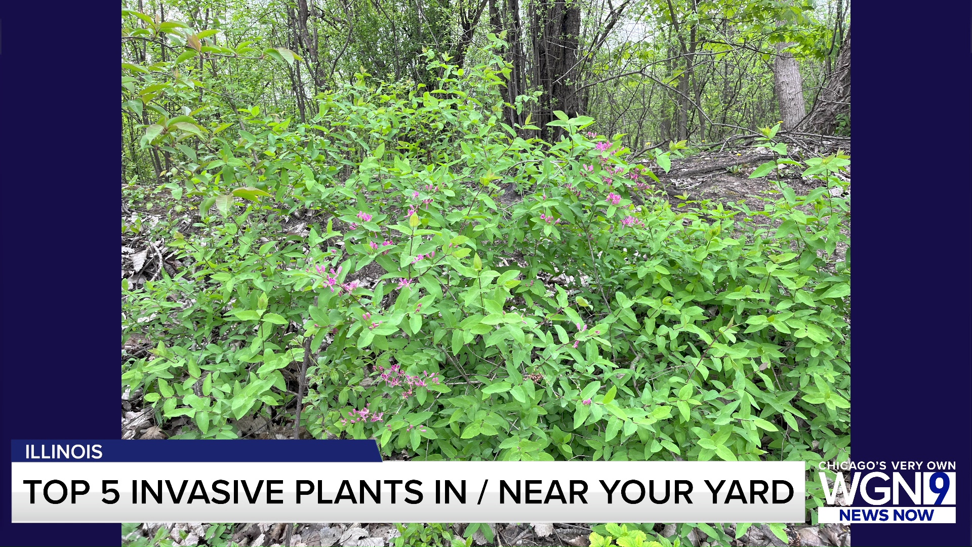 Top 5 invasive plants in Illinois which could ruin your yard – WGN-TV