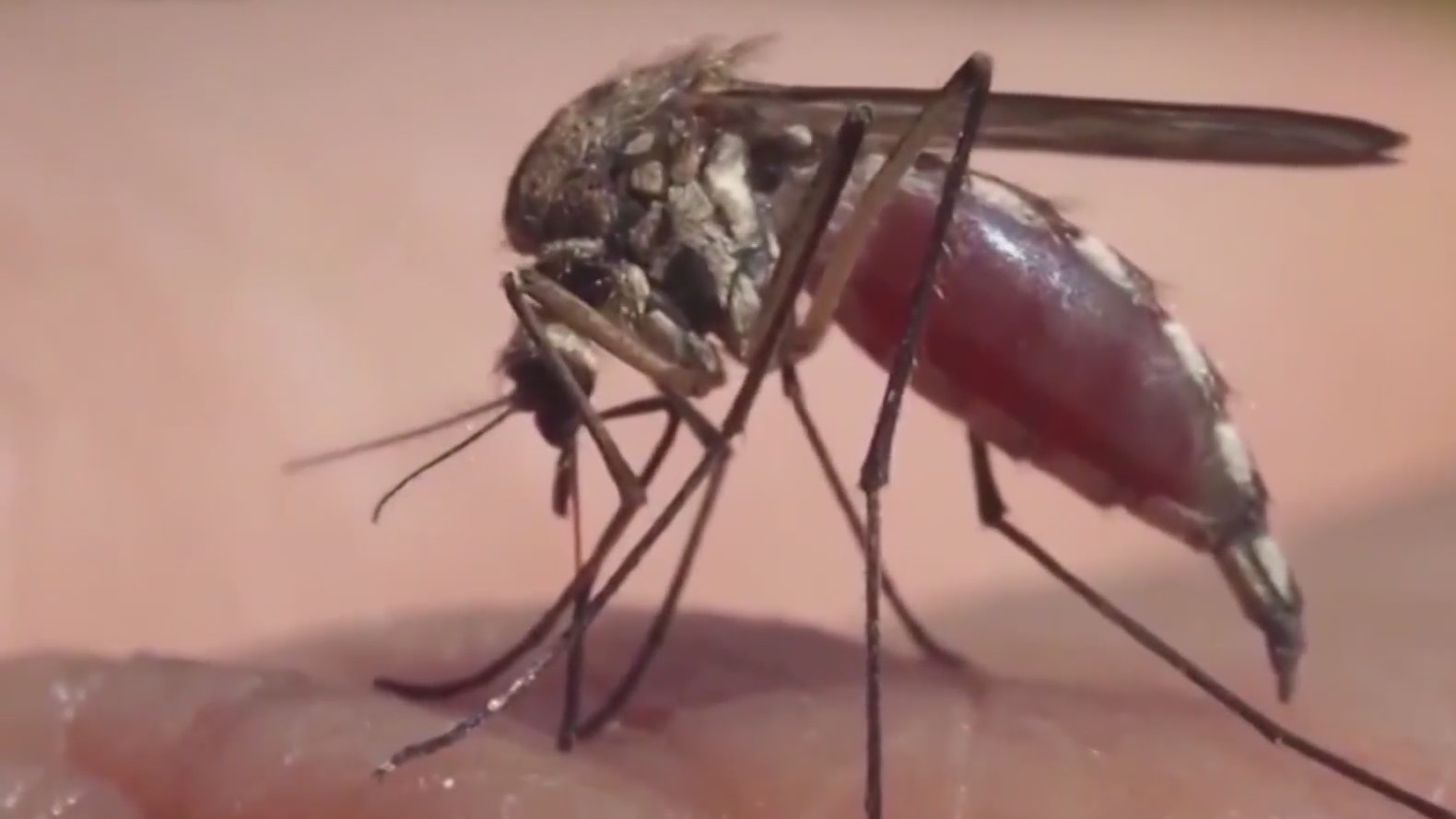 APH monitoring malaria situation following a locallyacquired infection