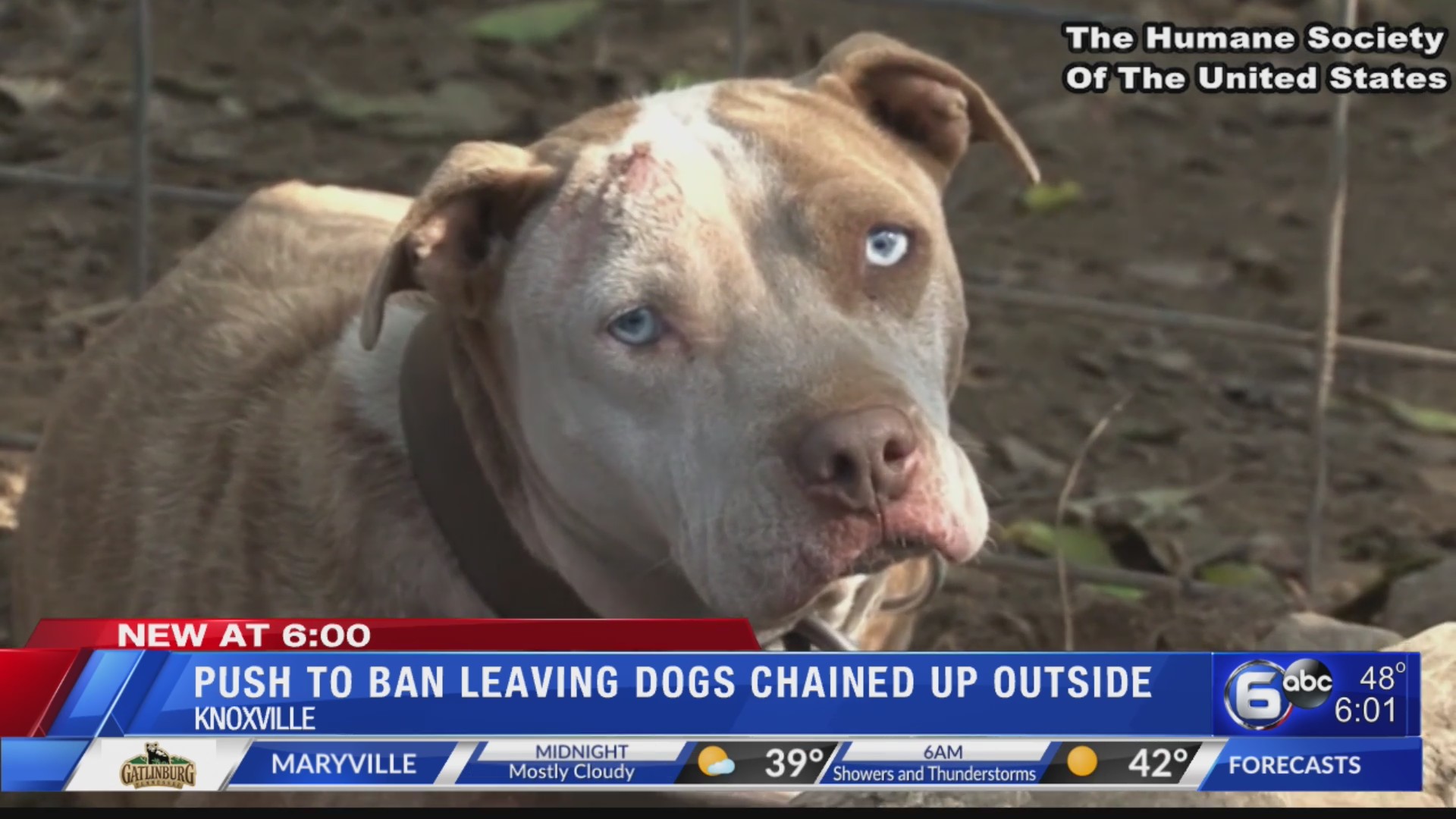 Push to ban leaving dogs chained up outside in Knoxville WATE 6 On Your Side