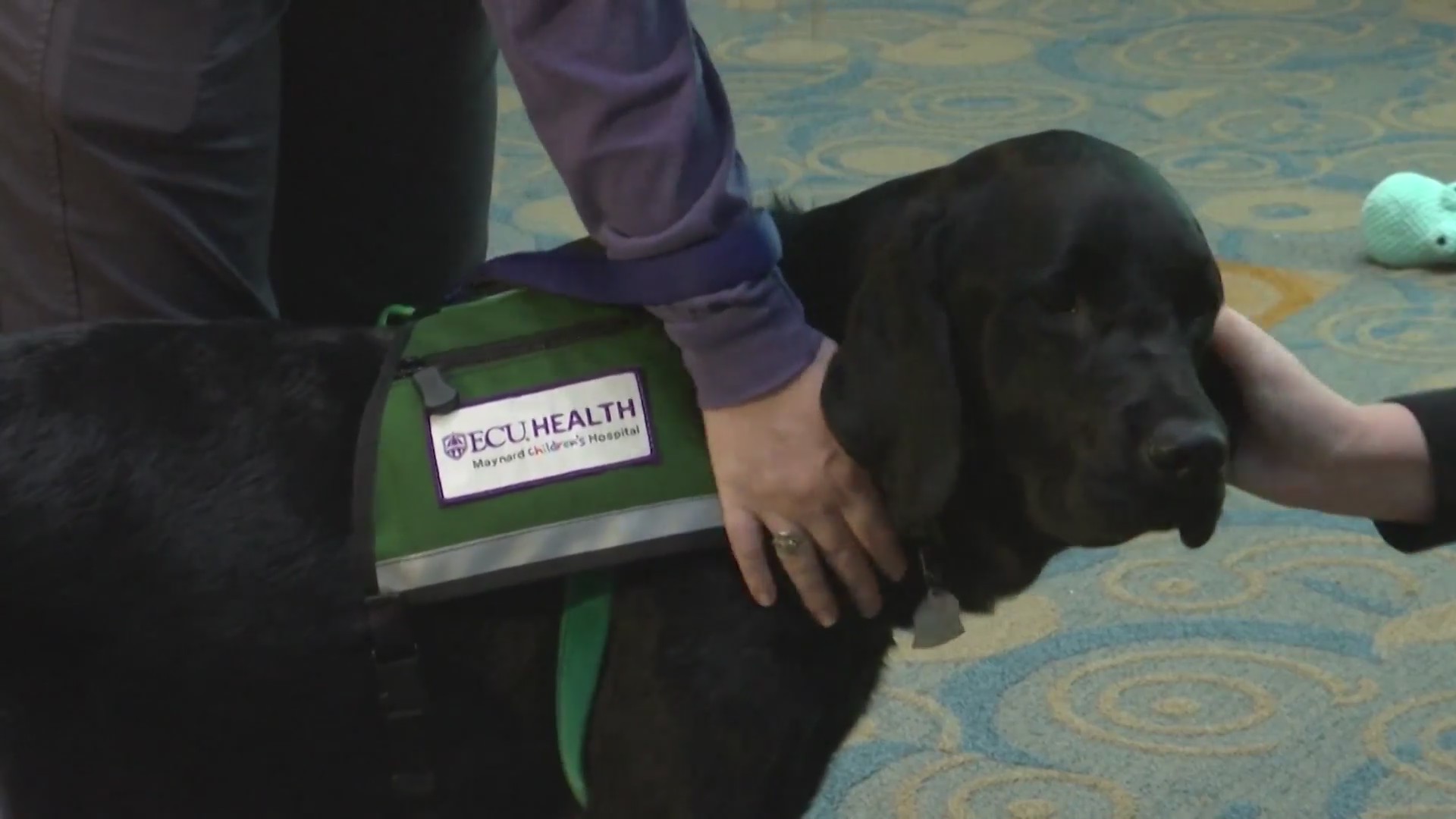 Meet Sam, Maynard Children’s Hospital’s new facility dog WNCT