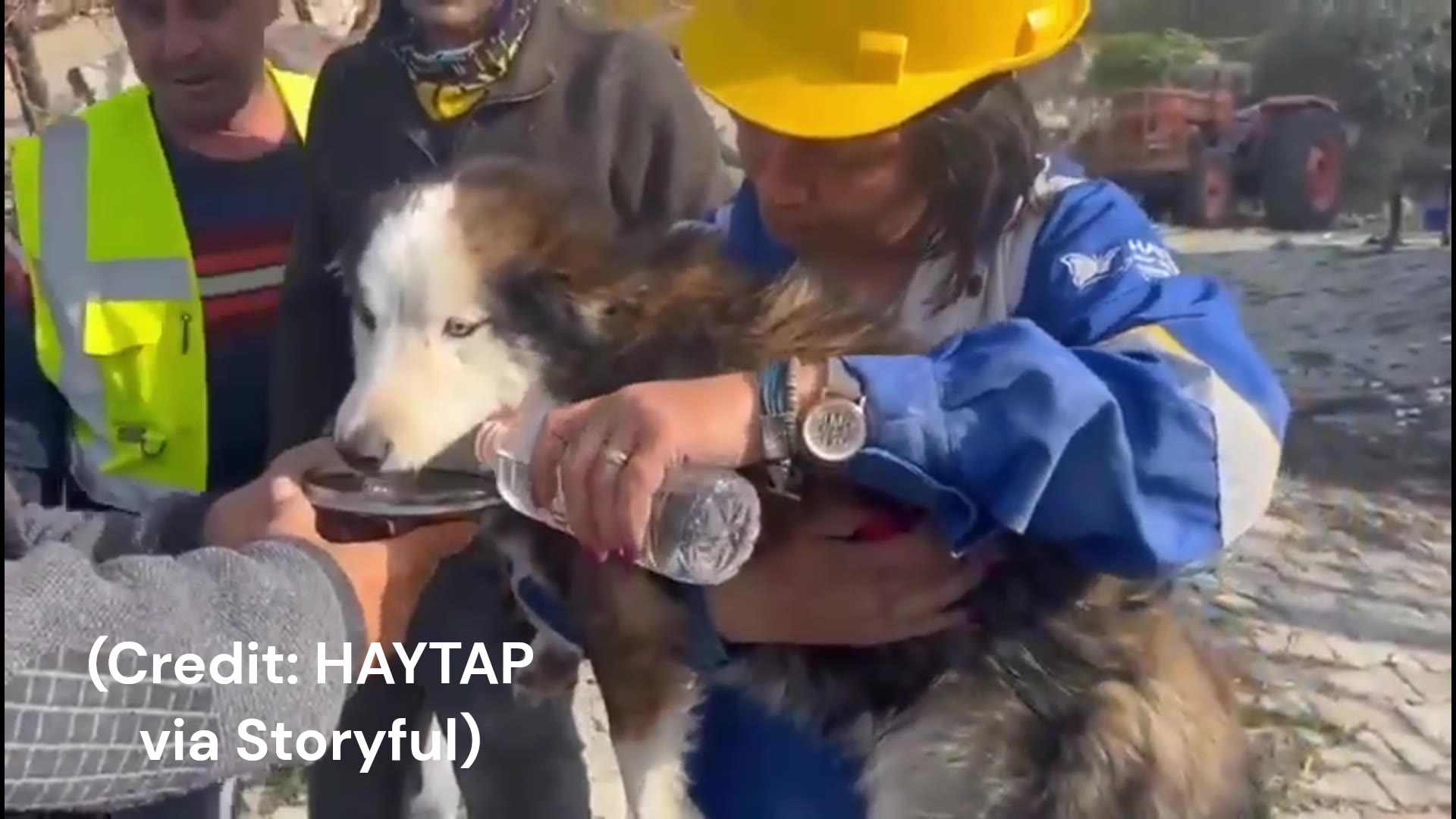 Dog pulled from rubble 22 days after Turkey quakes (Credit HAYTAP via