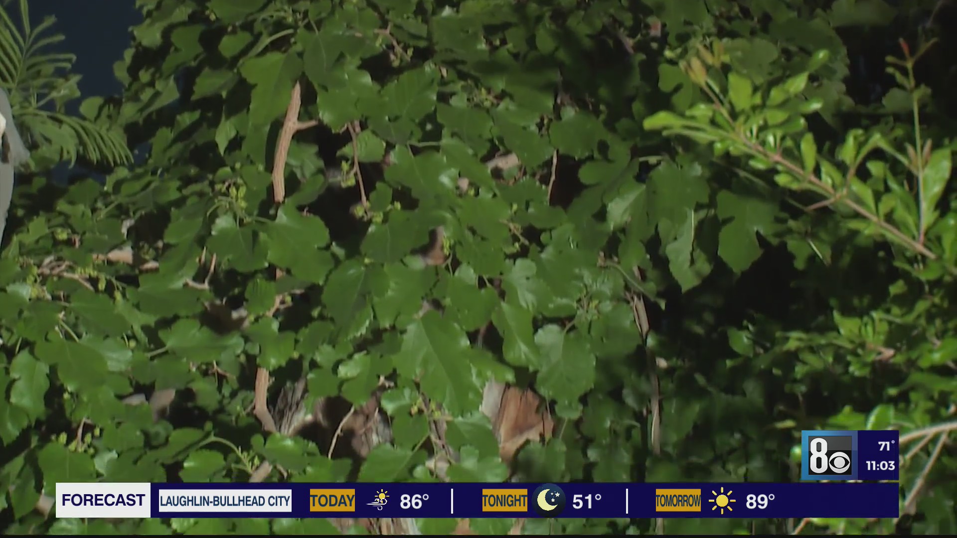 Allergy issues begin for many in Las Vegas valley KLAS