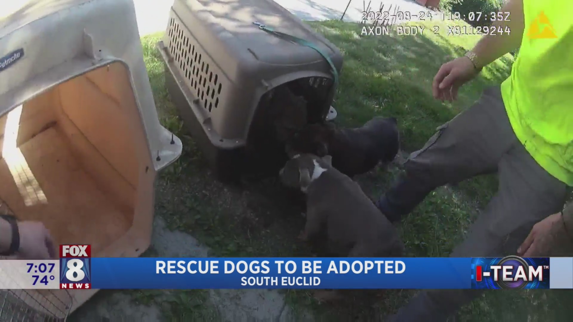 Dogs rescued from deplorable conditions now going to forever homes ...