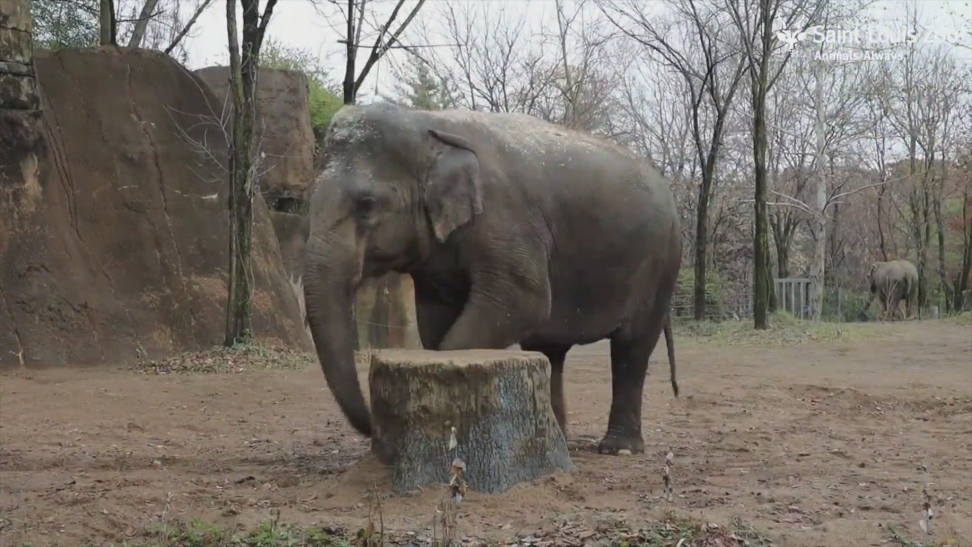 Asia Rani Asian elephant Rani dies at Saint Louis Zoo – FOX 2