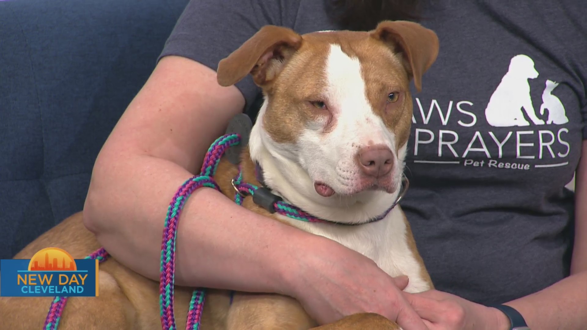 New Day Cleveland: Paws and Prayers Pet Rescue – Fox 8 Cleveland WJW