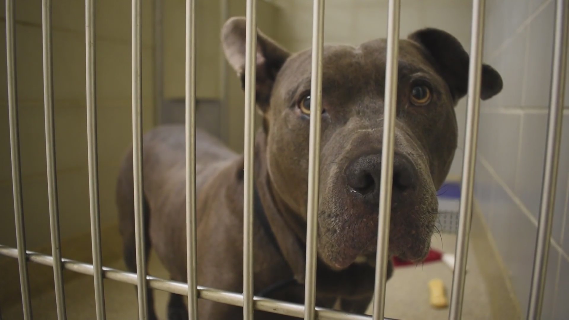 Clear The Shelters Virginia Beach adoption center at overcapacity