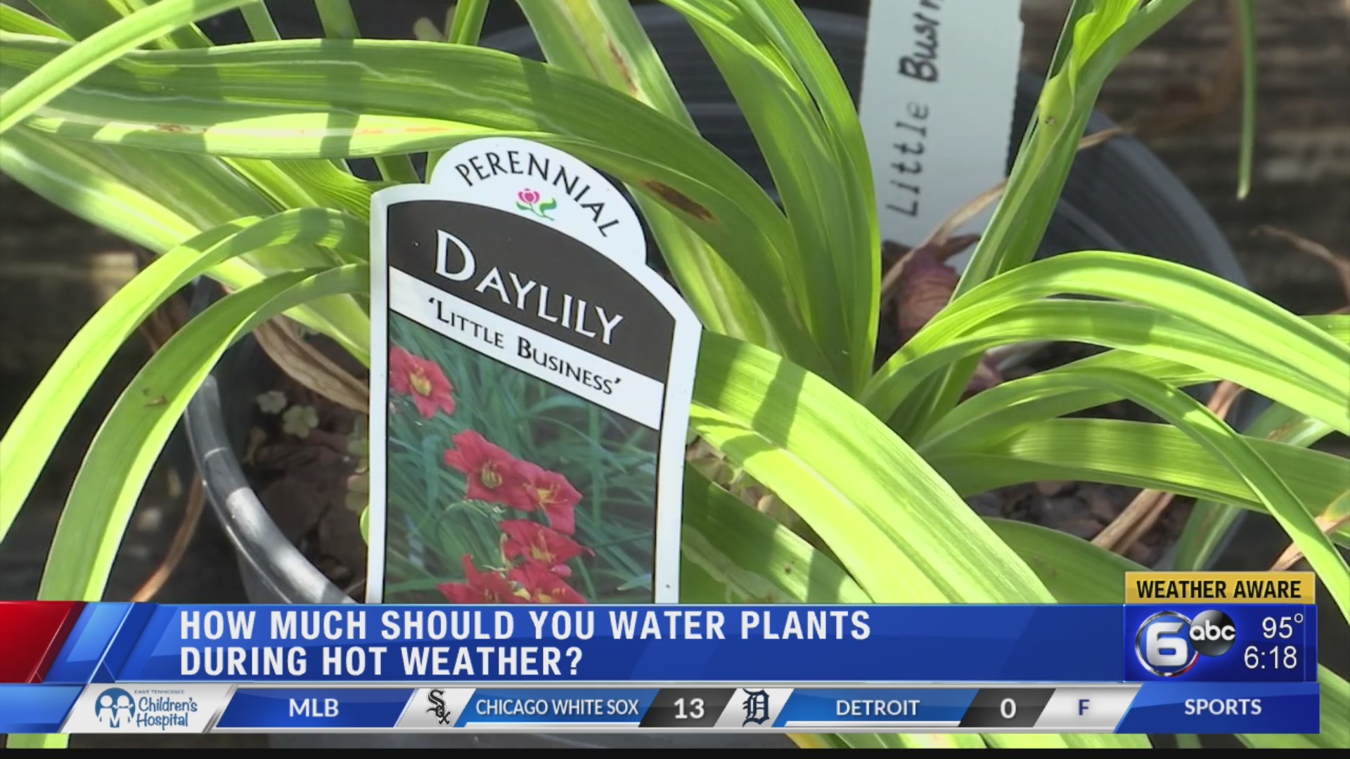 How much should you water plants during hot weather? WATE 6 On Your Side