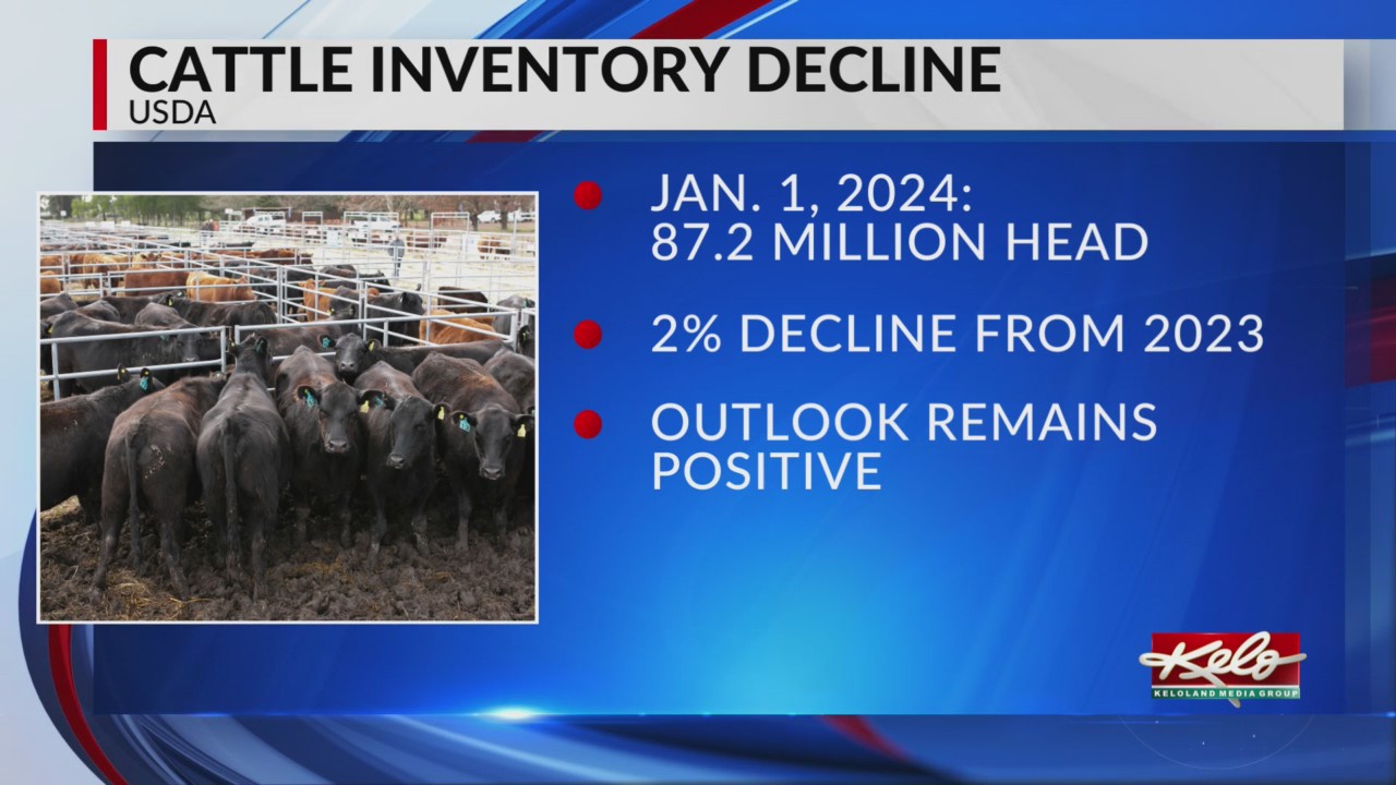 USDA report shows continued decline in cattle numbers – KELOLAND.com