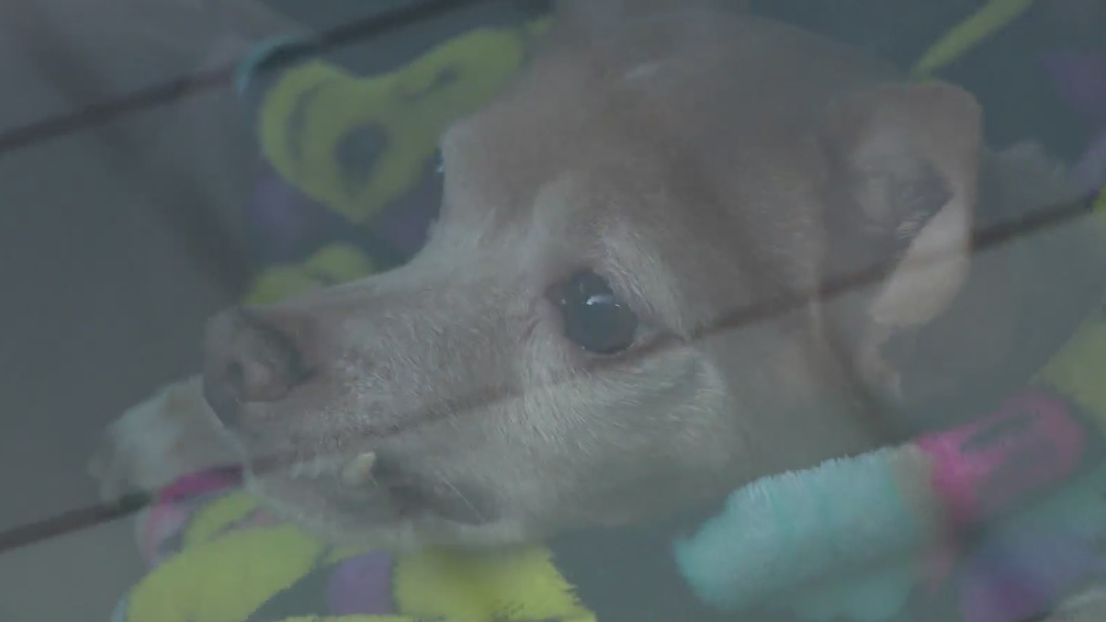 Dog stabbed multiple times reunites with owners – WGN-TV