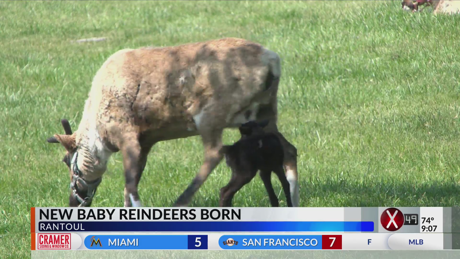 Hardy’s Reindeer Ranch opens to show Rantoul community baby reindeer ...
