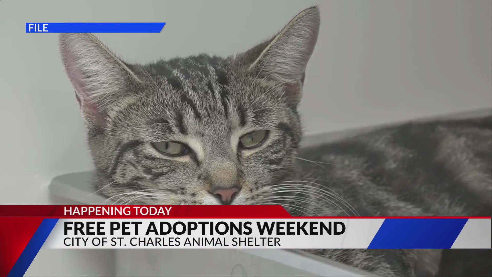 Free pet adoptions this weekend in St. Charles FOX 2