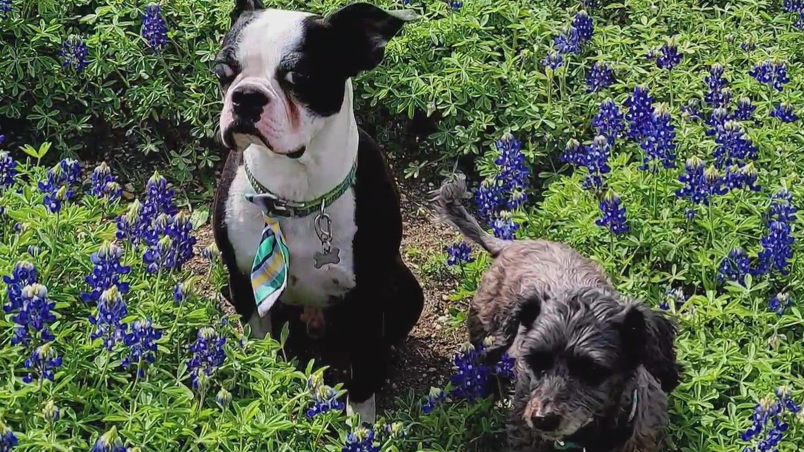 Are bluebonnets poisonous for dogs, cats? – KXAN Austin