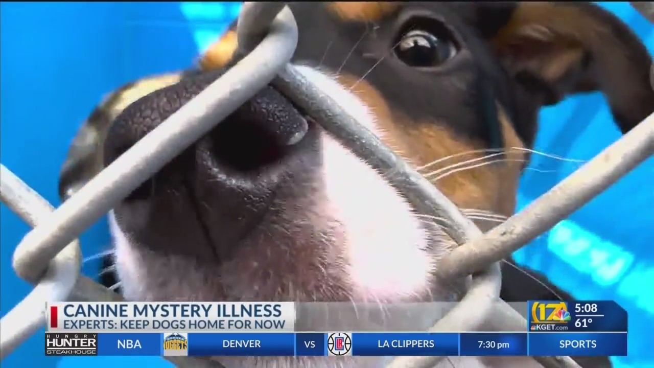 Experts say to keep dogs at home amid canine mystery illness KGET 17