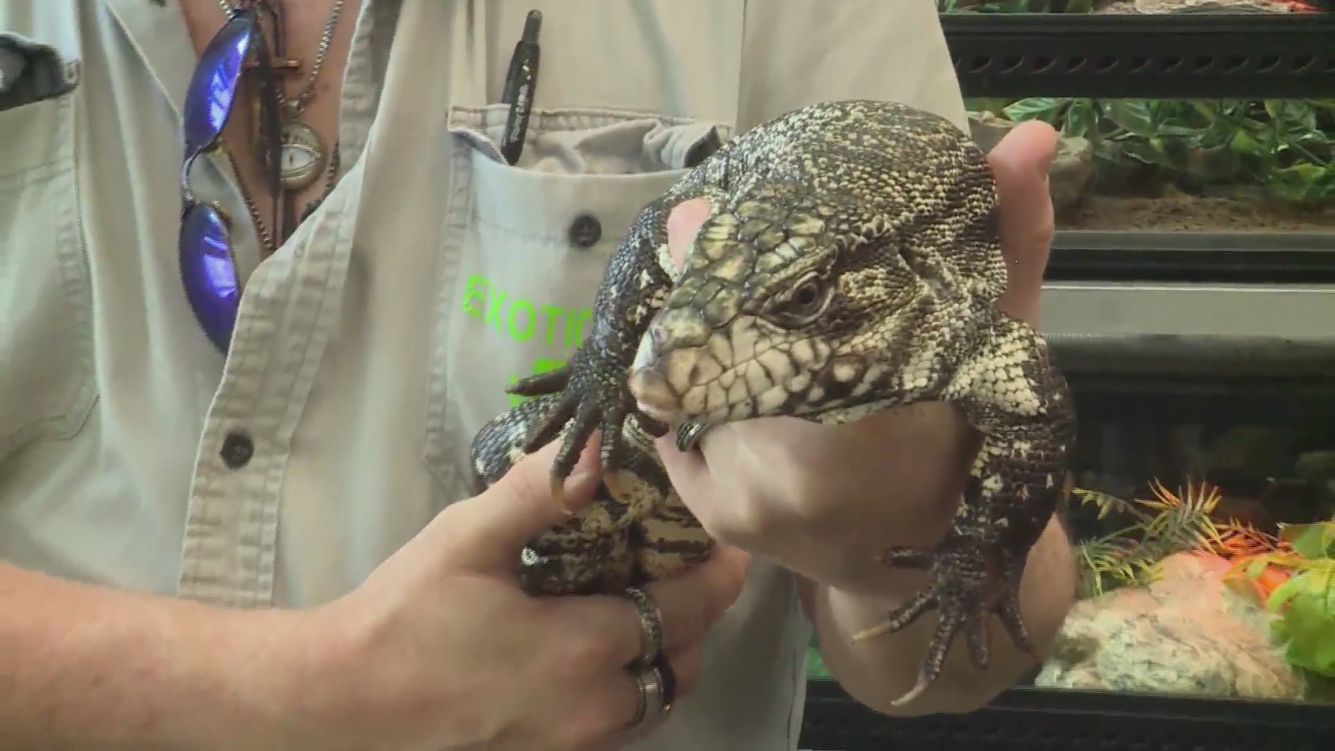 Caught on camera Man steals cash, exotic reptile from pet store in