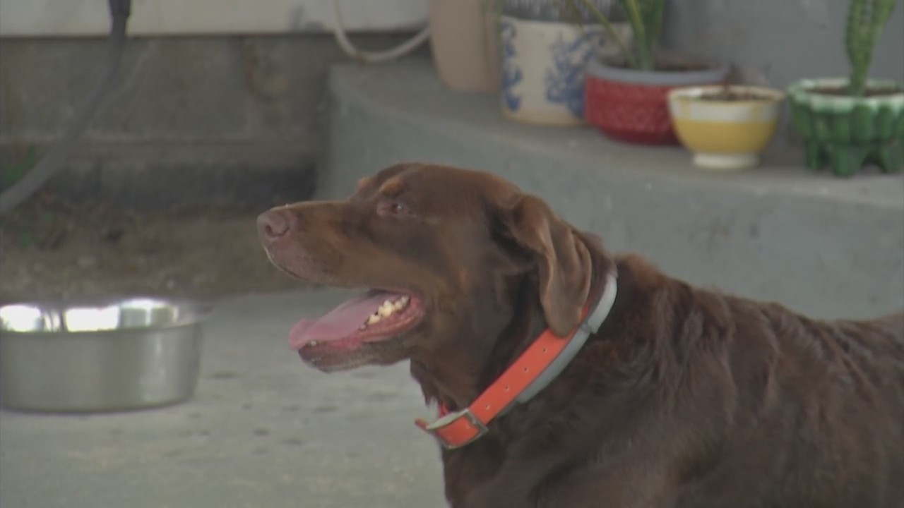 Dog fetches reward for helping capture escaped inmate Michael Burham ...