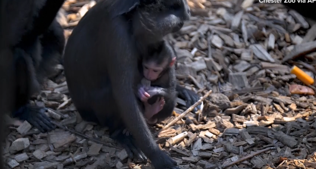 Rare baby macaque monkey seen playing in enclosure at zoo in England – WNCT