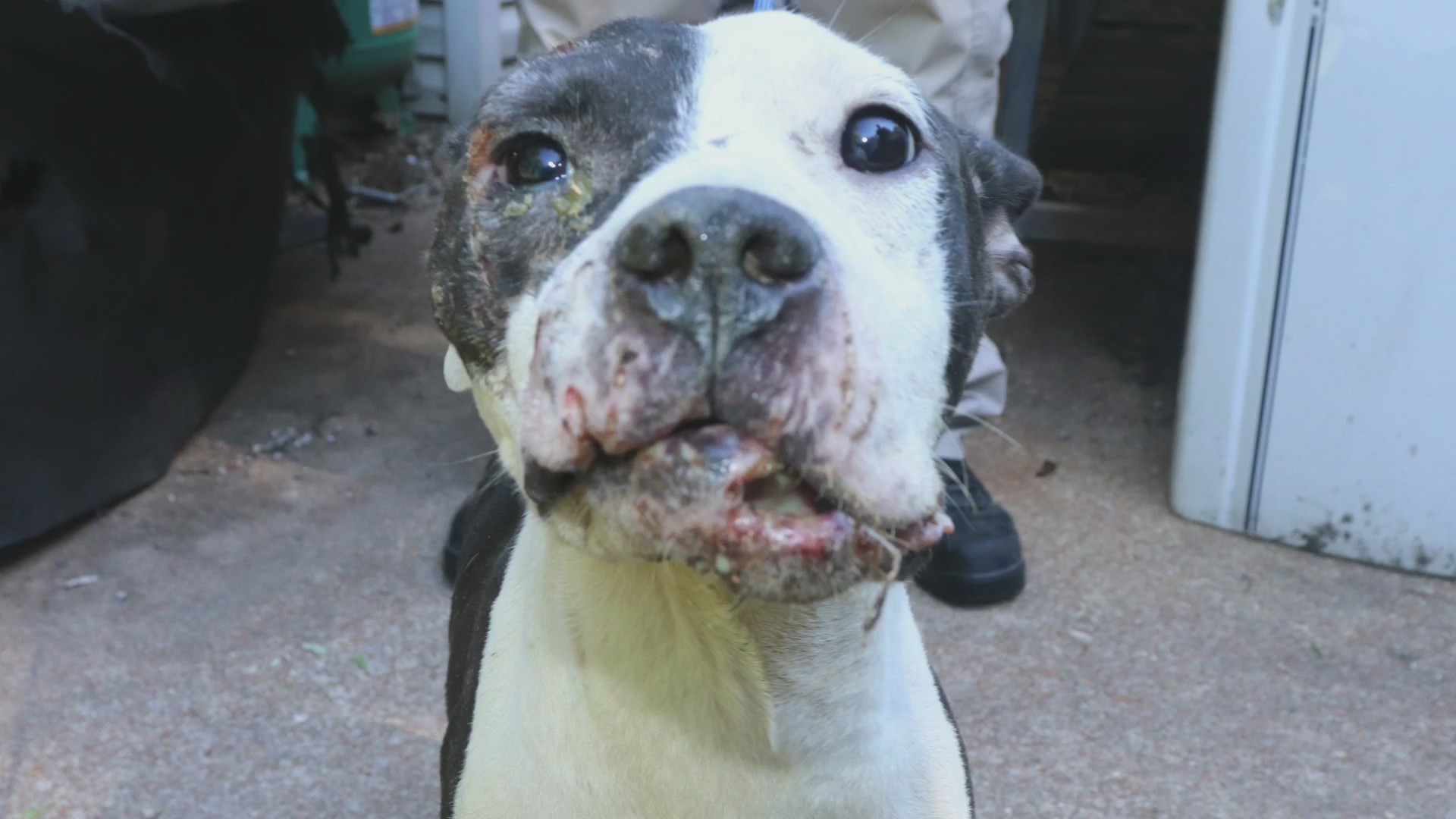 ‘Your horror is over’ Officer reacts to dog fighting bust FOX 2
