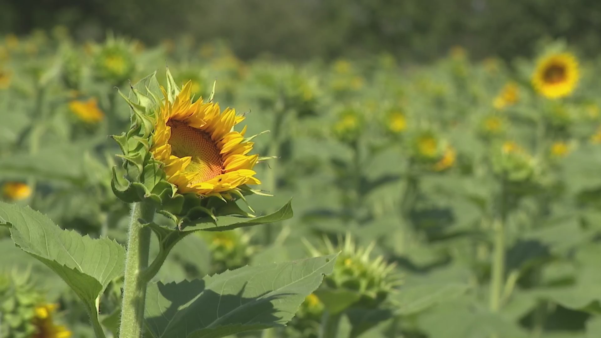 Kansas farm’s sunflowers near peak, but nudity not FOX 4
