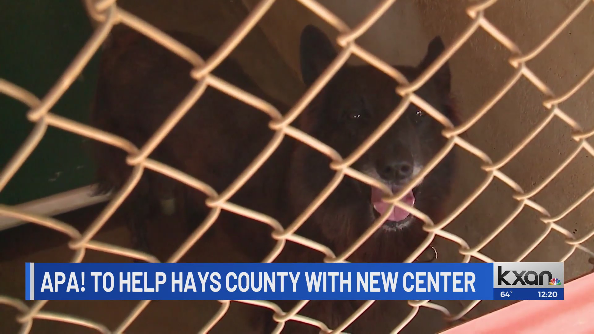 Austin Pets Alive! to assist Hays County in building new animal center KXAN Austin