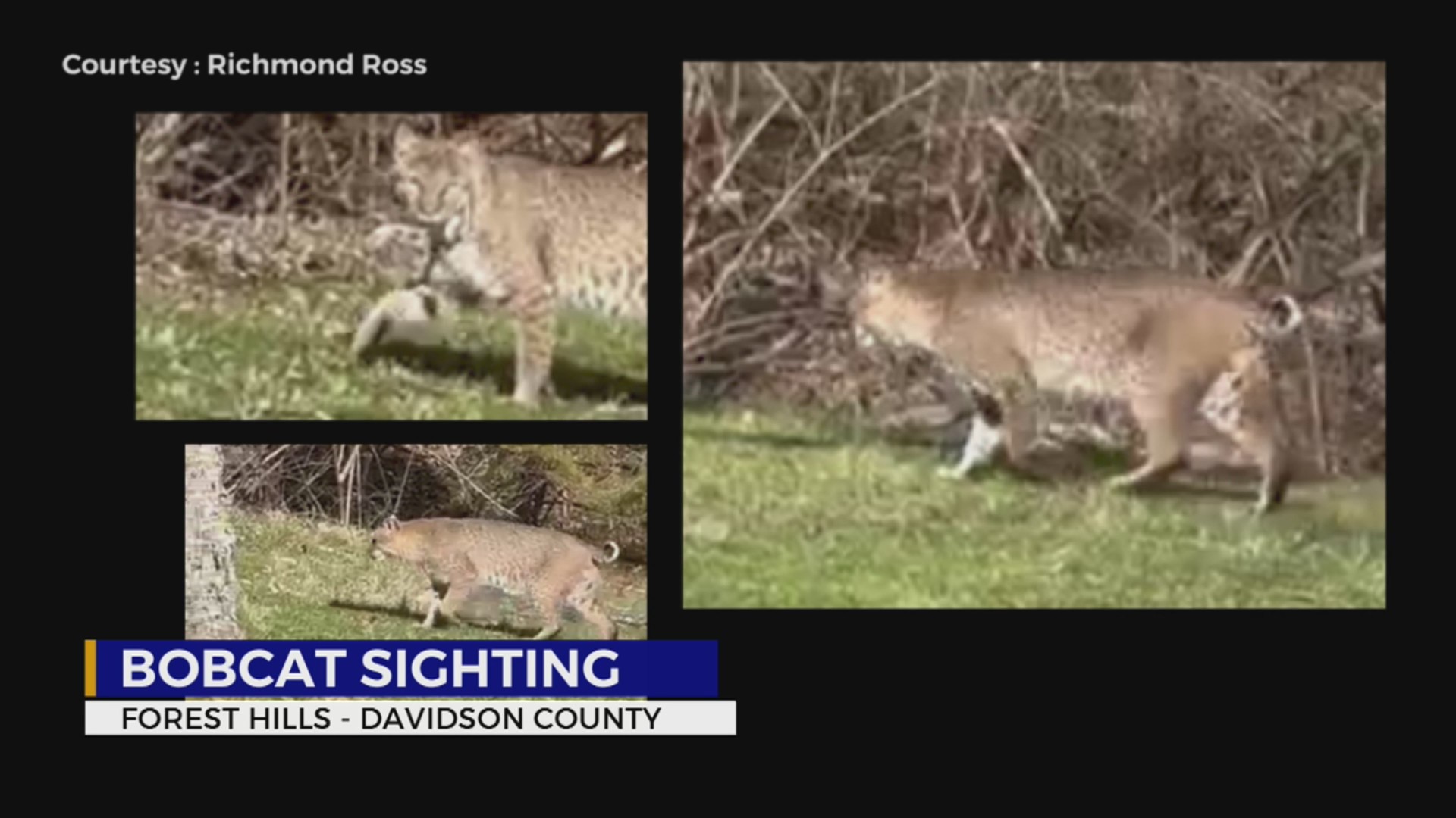 What you should do if you see a bobcat in your yard WKRN News 2