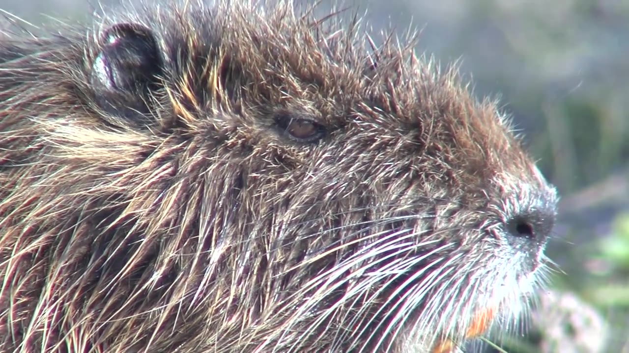 Richard Moore Outdoor Report: Alien Invaders – KVEO-TV