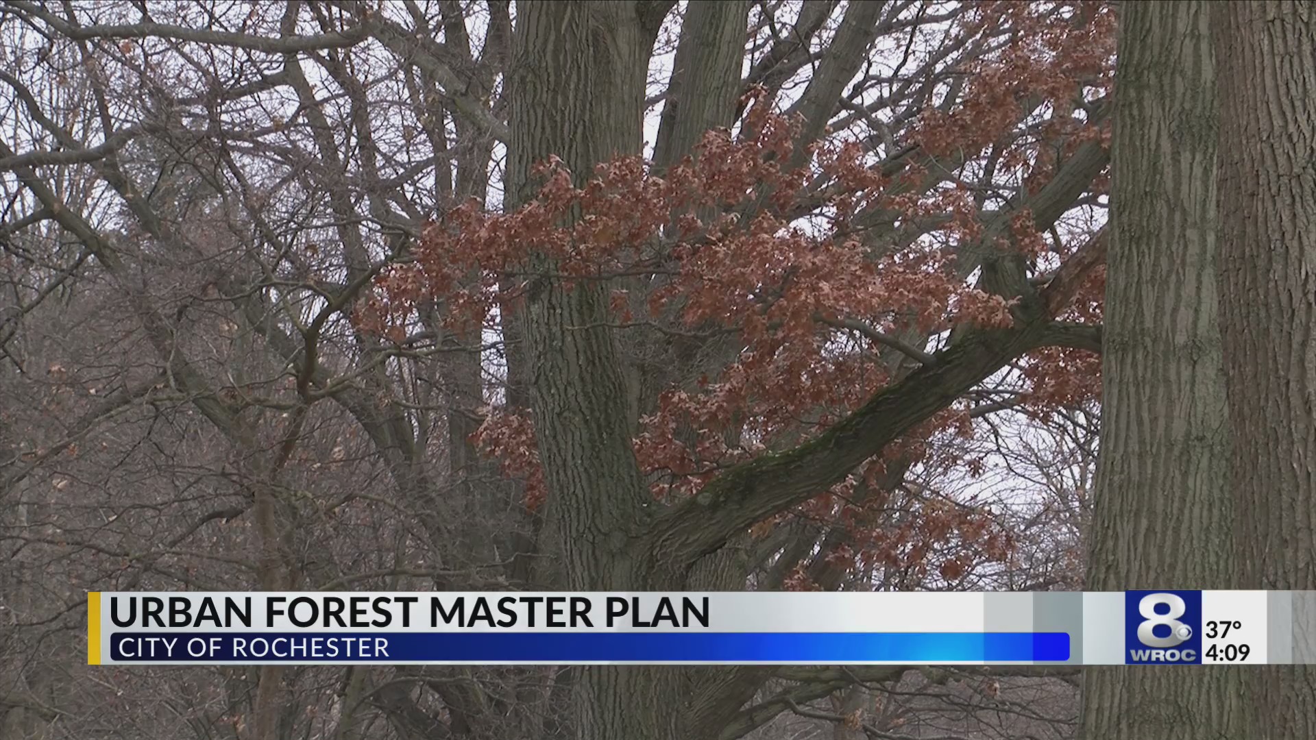 Afforest Rochester Rochester’s “Urban Forest Master Plan” seeking public input for new ...