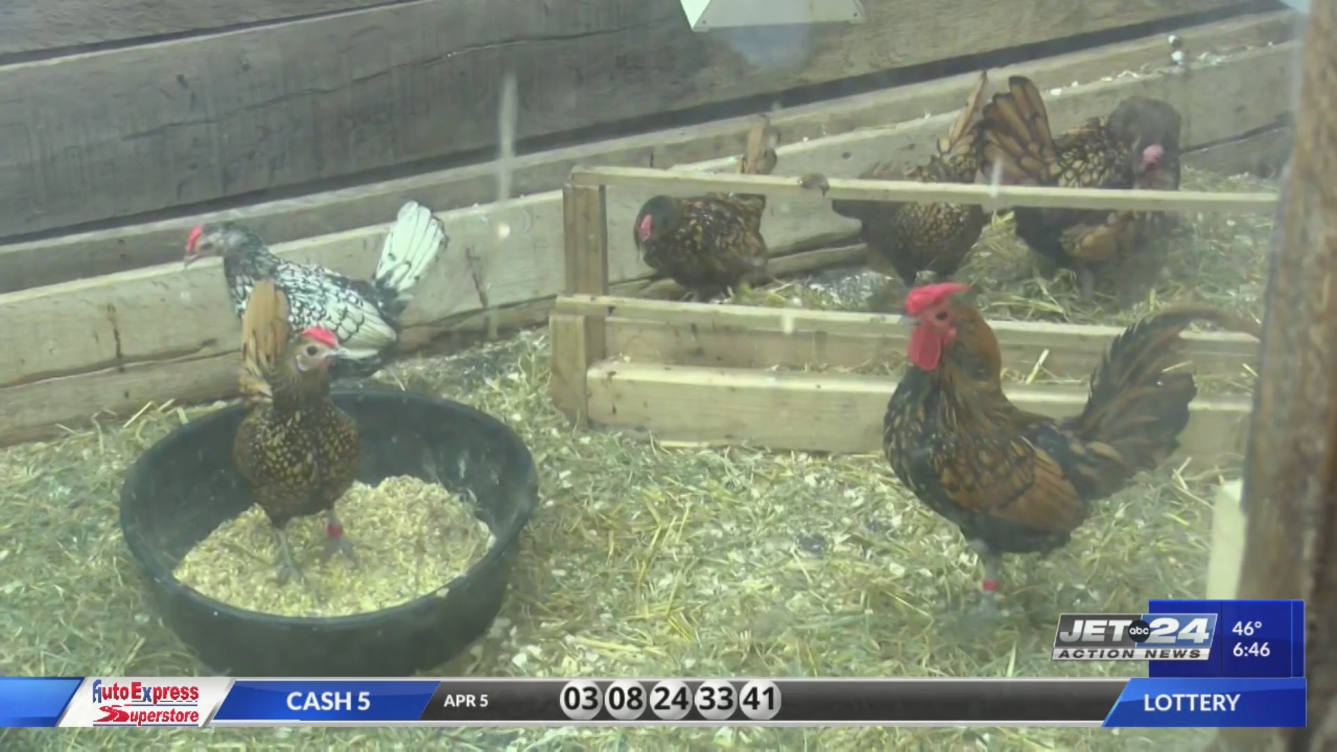 Wild Stuff Chickens at the Erie Zoo