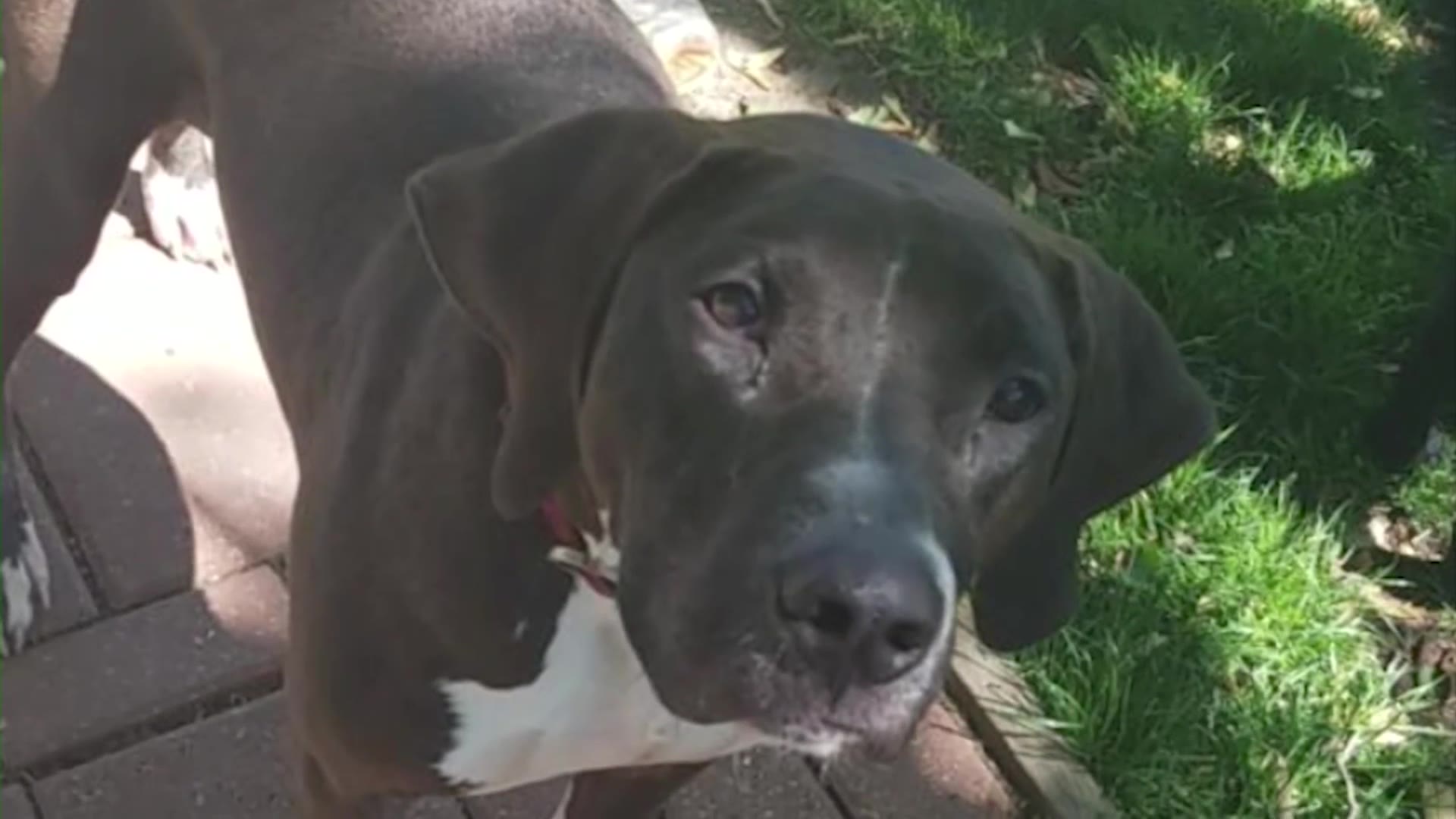 2 years later, Kansas animal rescue still has family’s dog FOX 4