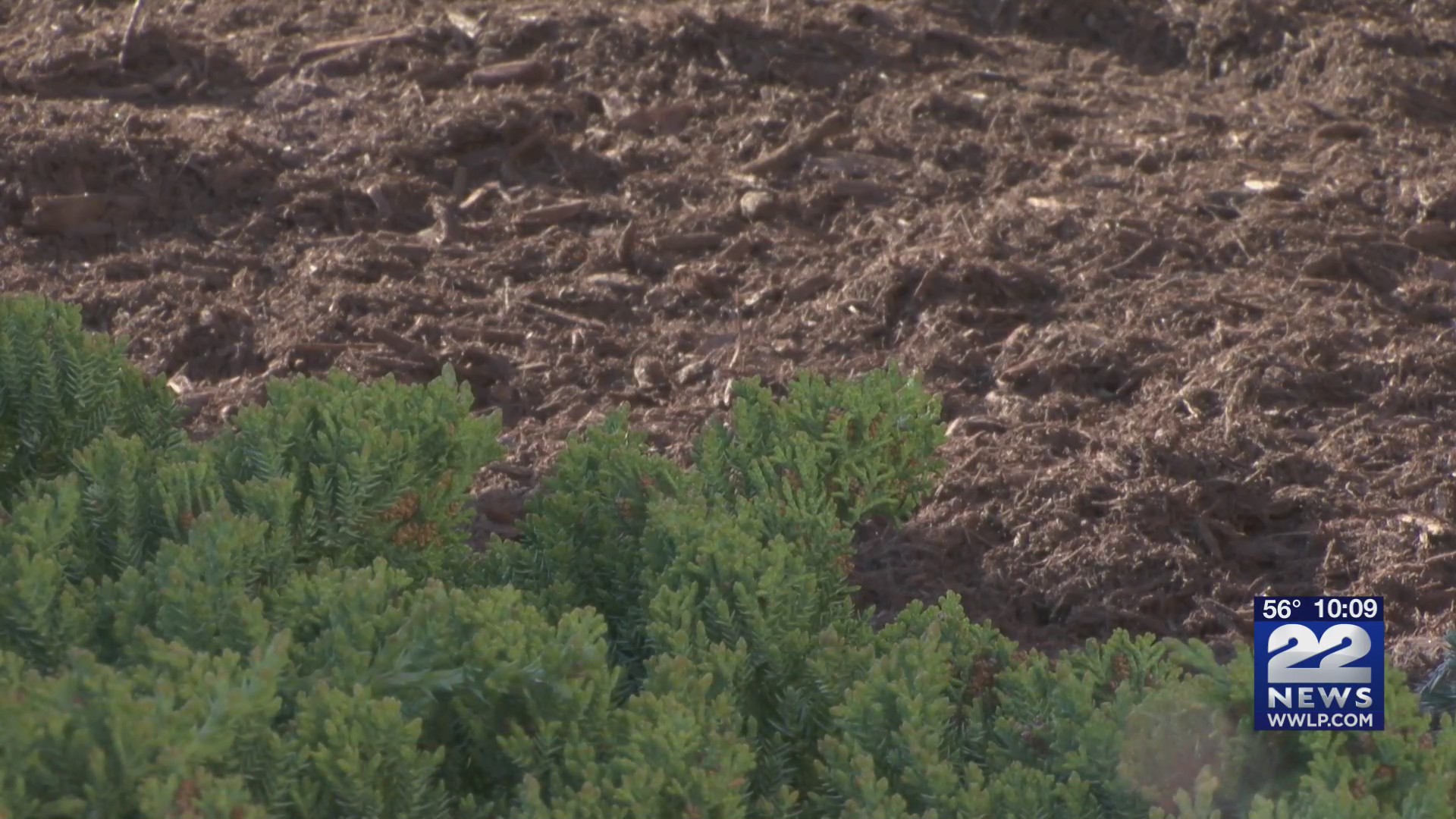 Fire hazards caused by mulch WWLP