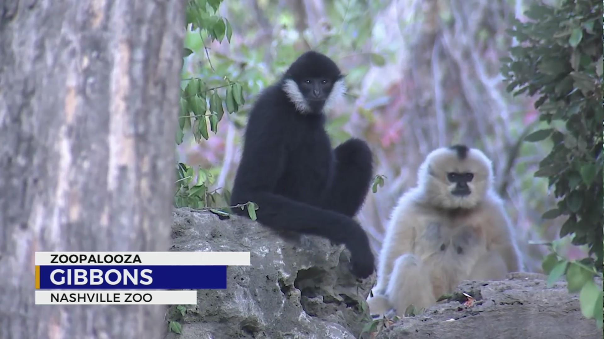 Swing into Nashville Zoo to meet the Gibbons – WKRN News 2
