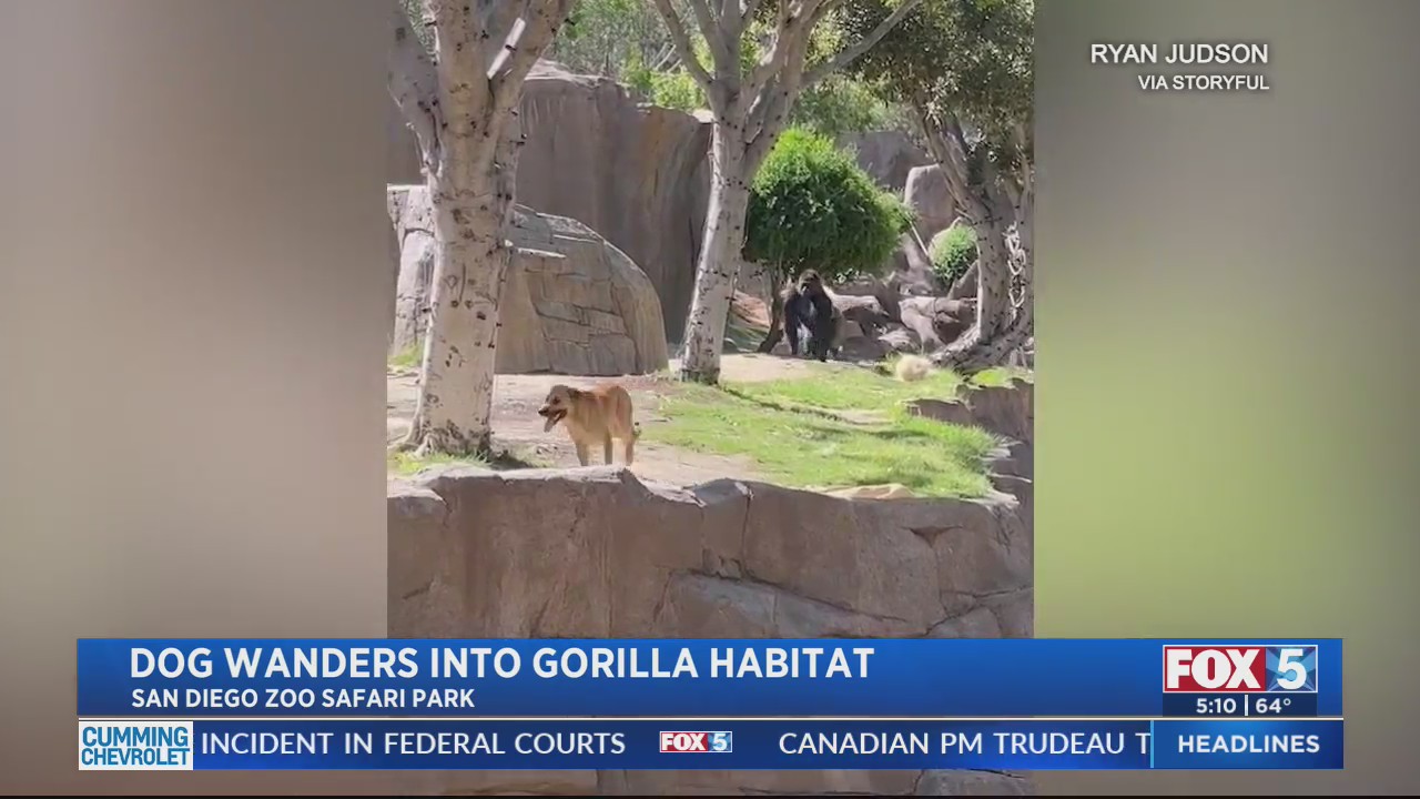 Stray Dog Wanders Into Gorilla Habitat At SD Zoo Safari Park FOX 5